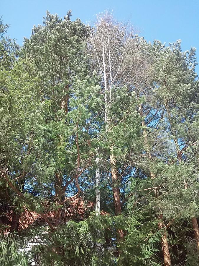 Apartmani Kovacevic Zlatibor Bagian luar foto
